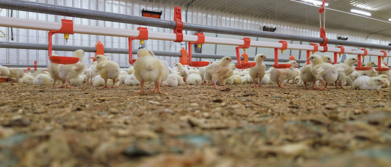 โครงการเลี้ยงไก่เนื้อแบบพื้นราบของซาอุดีอาระเบีย