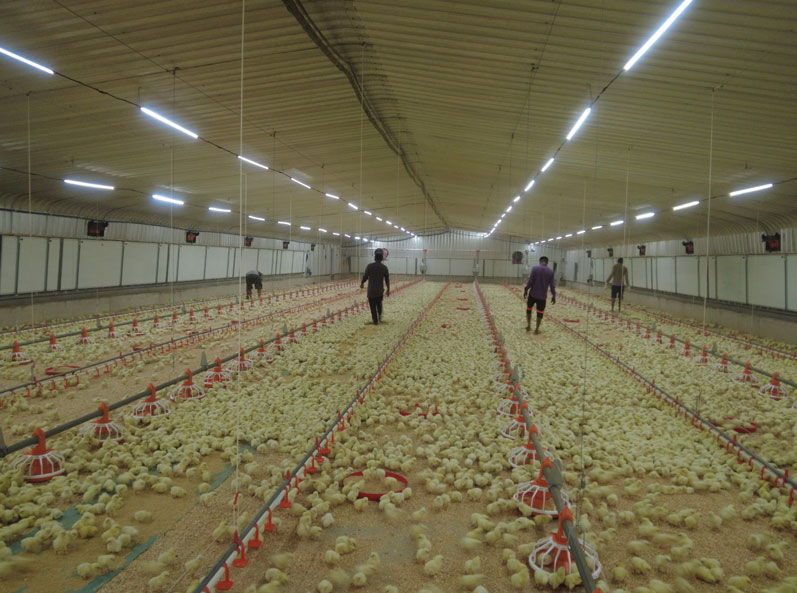 โครงการเลี้ยงไก่เนื้อแบบพื้นราบของซาอุดีอาระเบีย