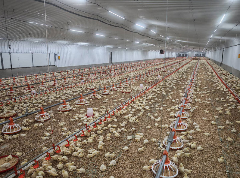 โครงการเลี้ยงไก่เนื้อแบบพื้นราบของซาอุดีอาระเบีย
