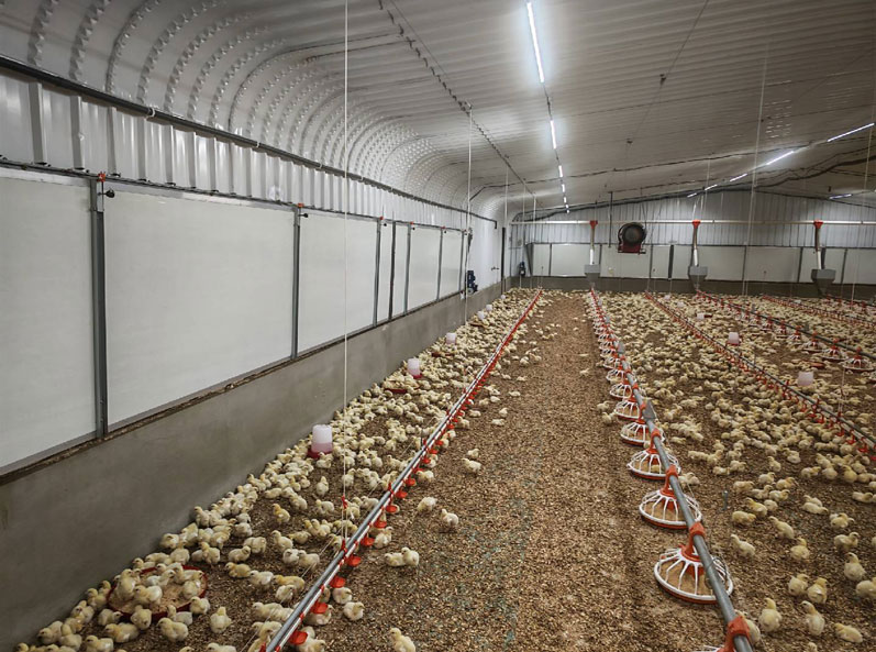 โครงการเลี้ยงไก่เนื้อแบบพื้นราบของซาอุดีอาระเบีย