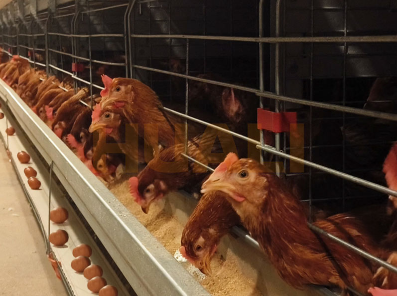 โครงการเลี้ยงไก่ไข่ในกรงของประเทศไทย