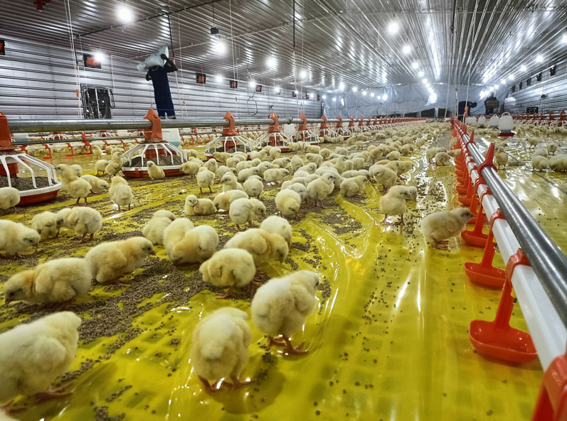 โครงการเลี้ยงไก่เนื้อบนพื้นในแทนซาเนีย