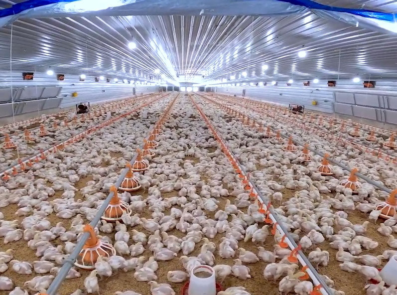 โครงการเลี้ยงไก่เนื้อบนพื้นในแทนซาเนีย