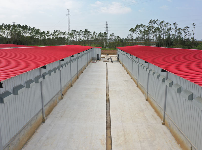 โครงการเพาะพันธุ์ไก่ไข่ครบวงจร Guigang Tongfa จำนวน 3.6 ล้านตัว