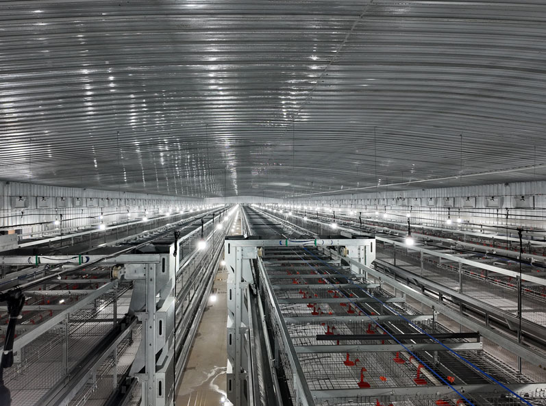 โครงการเพาะพันธุ์ไก่ไข่ครบวงจร Guigang Tongfa จำนวน 3.6 ล้านตัว