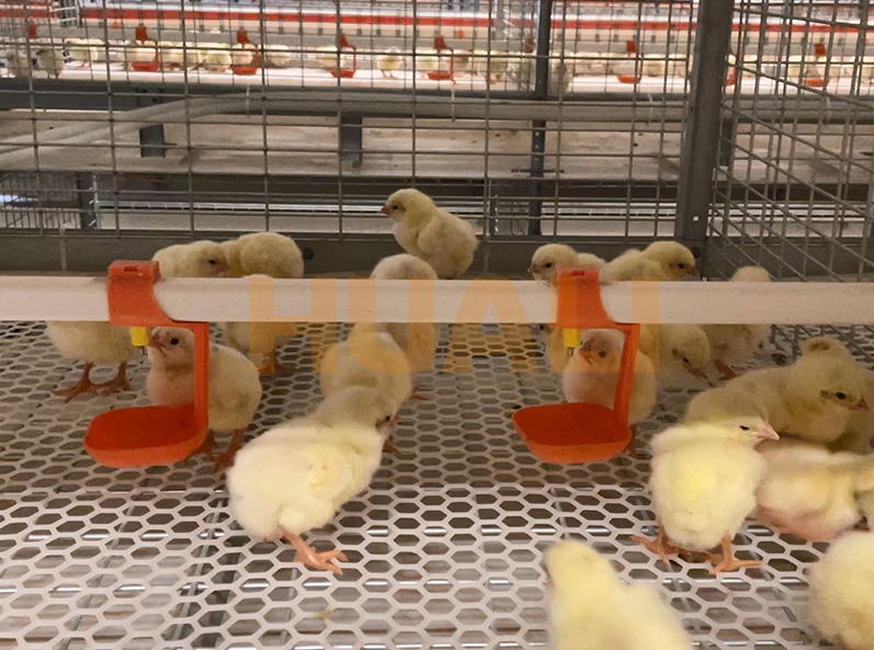 โครงการเลี้ยงไก่เนื้อในซานตง