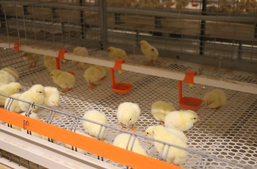 โครงการเลี้ยงไก่เนื้อในซานตง